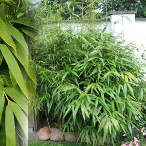 Bambusa Metake-Pseudosasa Japonica