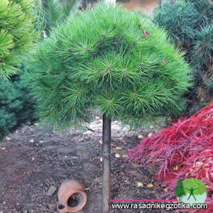 Pinus Marrie Breggeon-patuljasti bor