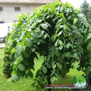 Ulmus Montana pendula -Žalosni Brest