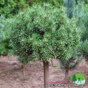 Pinus Sylvestris-Magic Ball