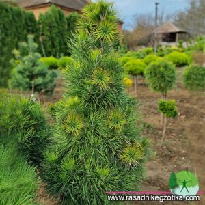 Pinus Sylvestris -Viridis Cone