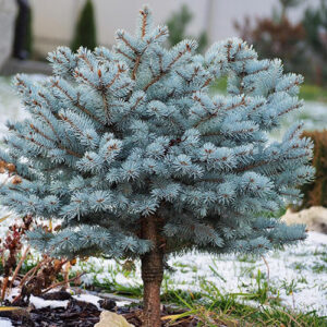 Picea Pungens-Glauca Globosa