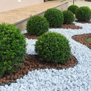 Buxus Sempervirens-Loptasti Šimšir
