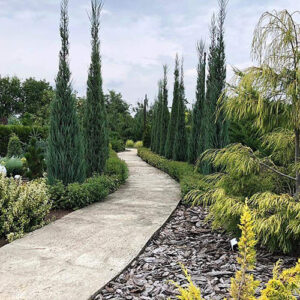Juniperus Chinensis Skyrocket-Nebeska raketa