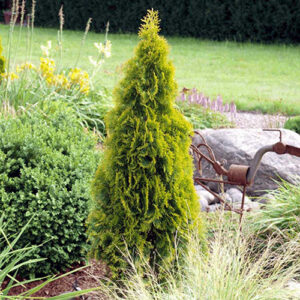 Thuja Smaragd Gold