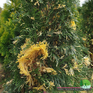 Thuja Smaragd-Variegatum