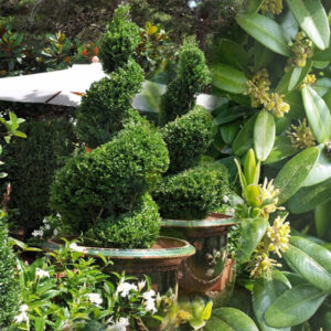 Spiralni Šimšir visine 120 cm-Buxus sempervirens Spiral