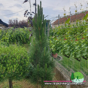 Pinus Nigra Guard
