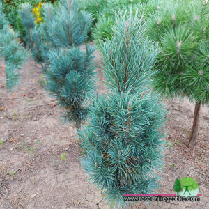 Pinus sylvestris-Fastigiata
