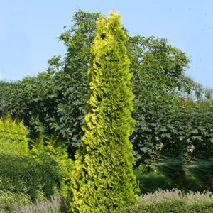 Thuja occidentalis -Malonyana Aurea