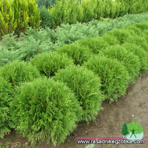 Thuja Occidentalis Globosa