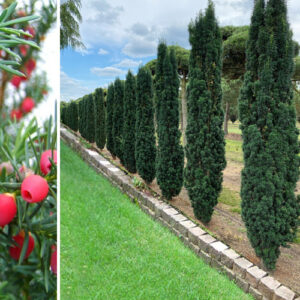 Taxus Baccata Fastigiata-Stubasta tisa