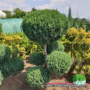 Topiary Pom Poms 236