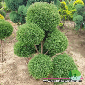 Topiary pom poms 250