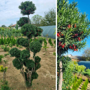 Taxus Baccata -Topiary