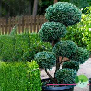 Topiary Ch.Boulevard-Pom Poms 1001
