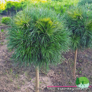 Pinus Sylvestris Viridis Globosa-kalem na štapu