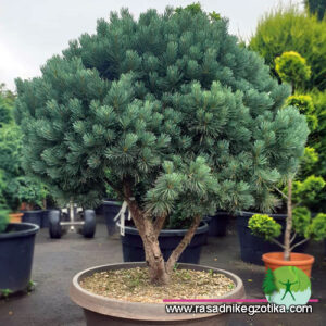 Pinus Sylvestris Watereri-Multi Stem