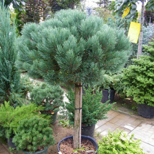 Pinus  Sylvestris Watereri -kalem na štapu