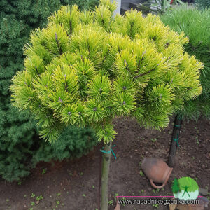 Pinus Mugo-Winter Gold